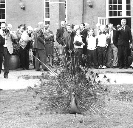 34n.jpg (71484 bytes) - Nicolai Caiezza